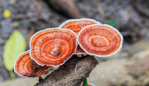 關(guān)于發(fā)布人參等3種保健食品原料目錄的公告