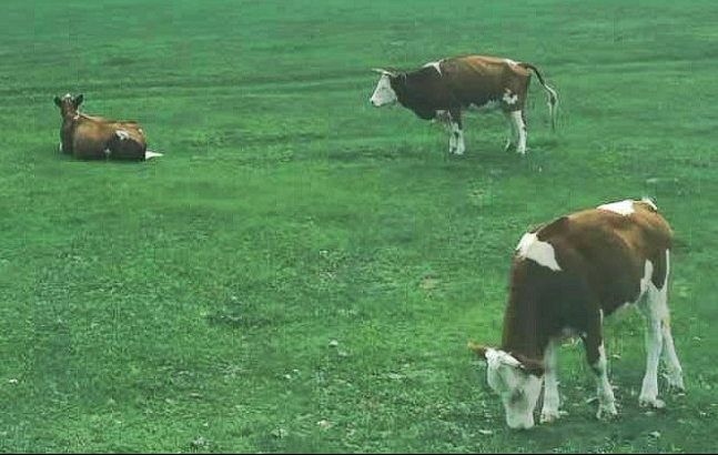 項目擬建丨蒙牛乳業清遠自動化改擴建項目