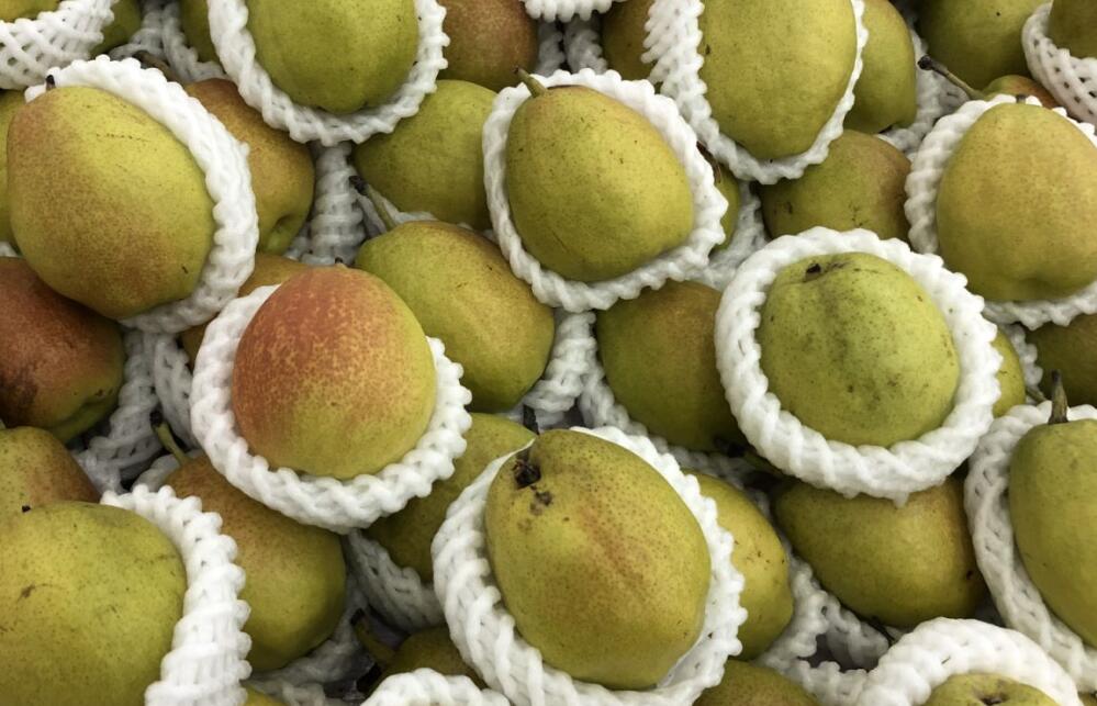 皋蘭軟兒梨地理標(biāo)志產(chǎn)品地方標(biāo)準(zhǔn)制定項(xiàng)目正式啟動