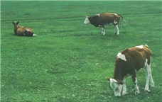 ��Ŀ�⽨ح��ţ��ҵ��Զ�Զ�����������Ŀ