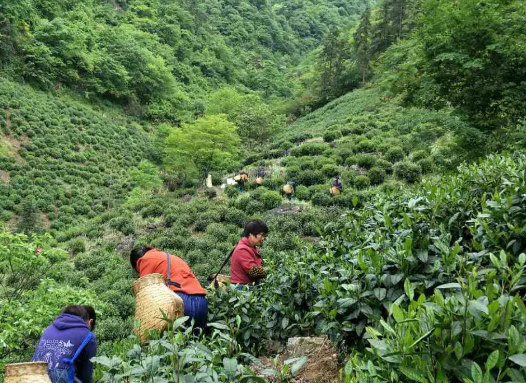 广元市《高山扁形绿茶》团体标准正式纳入“天府名品”标准体系