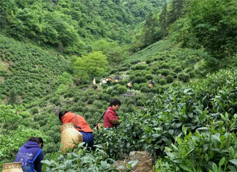安徽省农业农村厅召开茶产业高质量发展专题会议